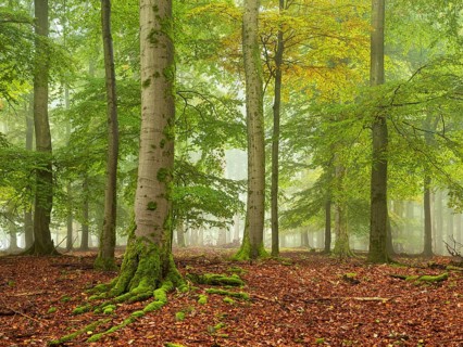 Old beech forest (fagus) in autumn with fog, Kellerwald-Edersee National Park, Hesse, Germany