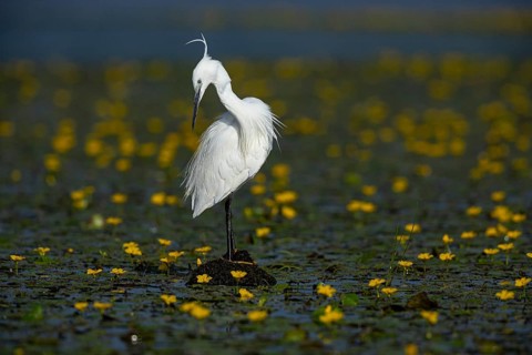Little Egret (Egretta garzetta) in the midst of flowering echidnas Hungary