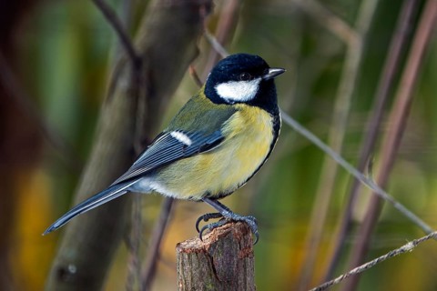 Great tit (Parus major), sitting on a branch, Baden-Württemberg, Germany