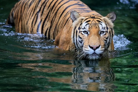 Malaysia tiger (Panthera tigris jacksoni), adult, in water, alert, Malaysia, Southeast Asia
