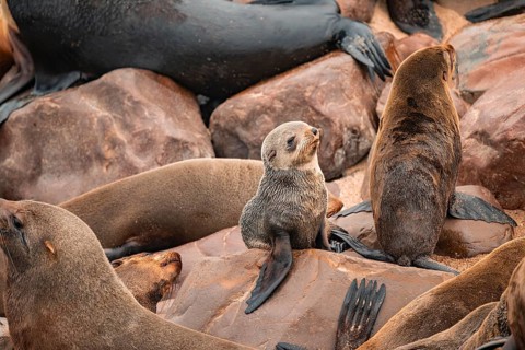 Seal colony, fur seal, Cape fur seal (Arctocephalus pusillus), Cape Cross, Atlantic coast, Namibia