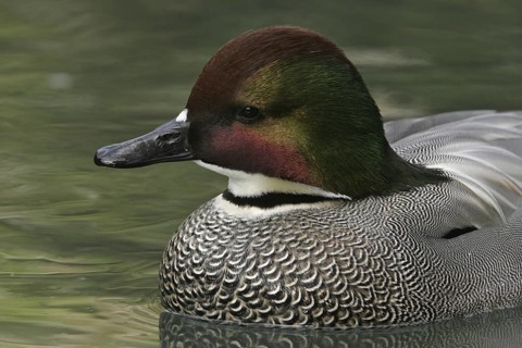 Falcated Duck (Mareca falcata) male, California, USA
