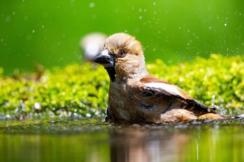 Hawfinch (Coccothraustes coccothraustes) Germany