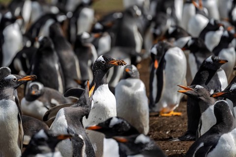 Gentoo penguin (Pygoscelis papua), adult bird with nesting material in its beak in the middle of