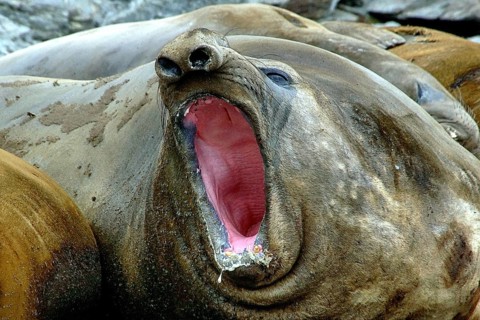 Animals, mammals, resting elephant seal, South Georgia, Antarctica