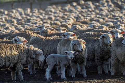 Domestic sheep (Ovis gmelini aries), herd with lamb in the foreground, in pen on estancia in the