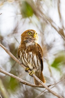 Brazilian Pygmy Owl Claucidium brasilianum) Pantanal Brazil