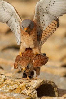 Lesser Kestrel (Falco naumanni), pair mating, Castile-La Mancha
