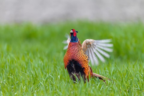 The pheasant cock (Phasianus colchicus) presents the mating ritual in an upright posture and rapid