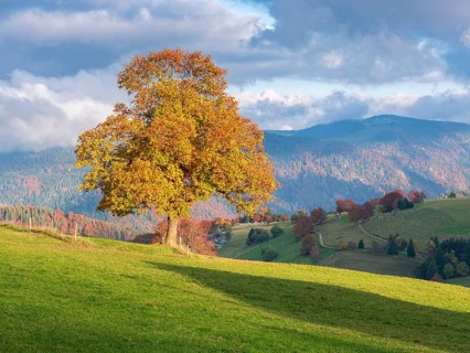 View of typical Black Forest landscape on Schauinsland, green meadow with maple tree in full autumn