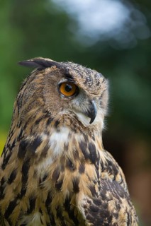 Portrait of an Eurasian Eagle Owl, Bubo bubo. Green vegetation in the background