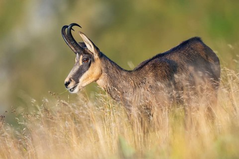Chamois (Rupicapra rupicapra) on a meadow in the Vosges Mountains, wildlife, France