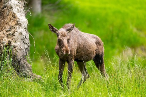 Eurasian elk (Alces alces) walking on a meadow in early summer, Bavarian Forest, Bavaria, Germany
