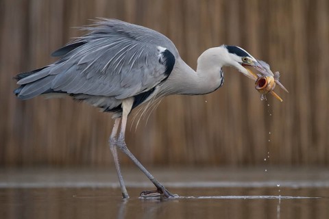 Grey Heron (Ardea cinerea) with fish prey in beak, Pusztaszer, Hungary