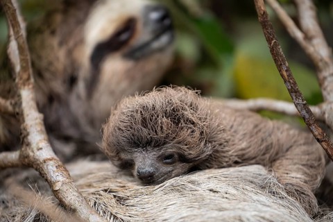 Close up of a cute baby three-toed sloth (Bradypus variegatus) resting on its mother's belly.