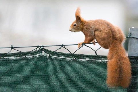 A squirrel (Sciurus vulgaris) balancing on a fence with urban background, Hesse, Germany