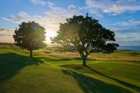 Two trees on a golf course at sunset with long shadows and blue sky, North Berwick, East Lothian,