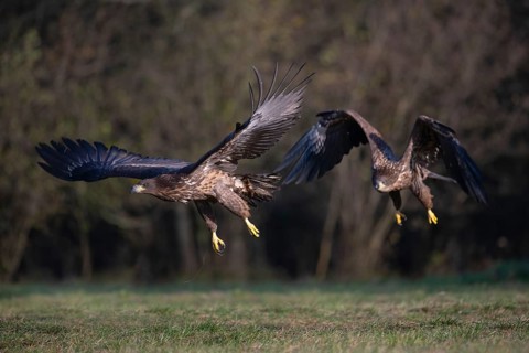 White-tailed eagle (Haliaeetus albicilla), juvenile, young white-tailed eagle in flight, Podlaskie