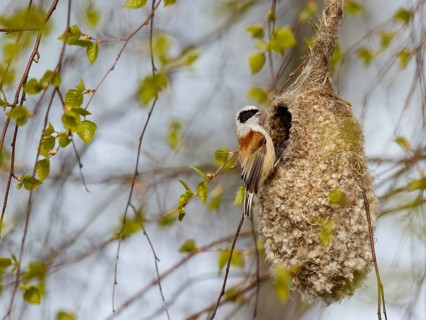 Eurasian Penduline Tit (Remiz pendulinus) female at nest, Poland