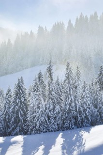 Freshly snow-covered spruce forest