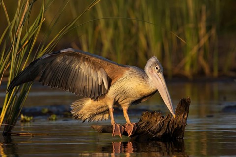 Pink-backed Pelican (Pelecanus rufescens) juvenile, Nechisar National Park, Ethiopia