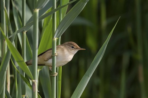 Common Reed Warbler - Teichrohrsänger - Acrocephalus scirpaceus ssp. scirpaceus, Germany