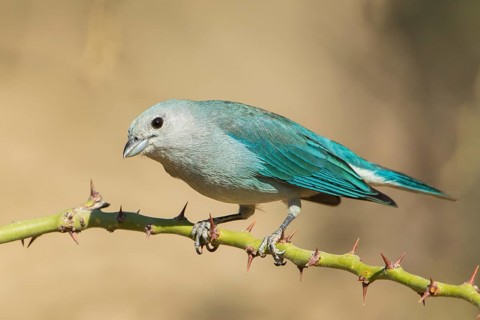 Sayaca Tanager (Thraupis sayaca) perched on a thorny branch, Bolivia