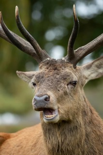 Red deer (Cervus elaphus) adult male stag animal portrait, Surrey, England, United Kingdom