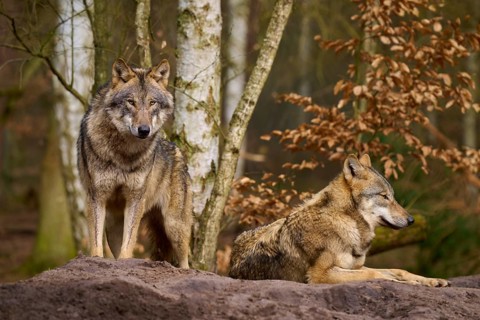 Wolves in the forest on a hill, surrounded by trees and leaves, Wolf (Canis lupus), Germany