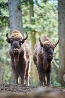 European bison (Bison bonasus) in a forest in spring, Bavarian Forest, Germany