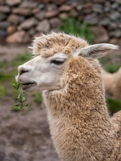 Alpaca (Lama pacos), Inca complex at Pisac, Sacred Valley of the Incas, Cusco, Peru