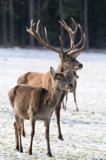 Two deer in a snowy forest, majestic with large antlers, peaceful winter atmosphere, red deer