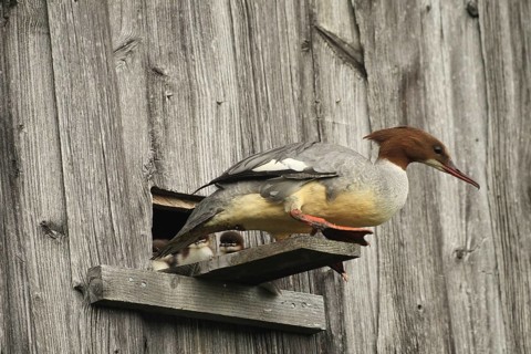 Goosander (Mergus merganser) female at the breeding den in a field barn, a few seconds in front of