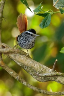 Rufous-tailed Antbird (Drymophila genei) perched on a branch in the Atlantic Rainforest Region of