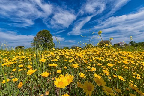 Landscape in Greece, flower meadow, tree, spring, island Lesbos Lesbos, Greece