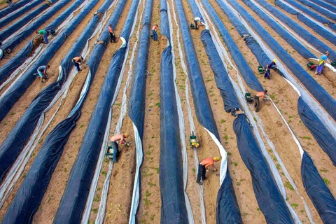 Klaistow, 29.04.14 JE - Aerial view of Polish harvest workers harvesting asparagus