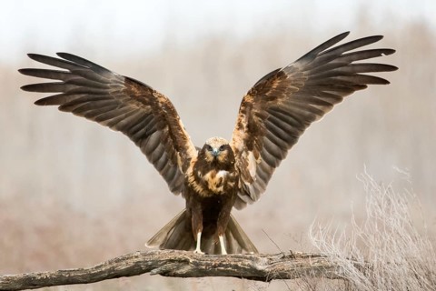 Western Marsh Harrier (Circus aeruginosus) female, Castile-La Mancha, Spain