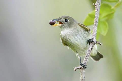 Least Flycatcher (Empidonax minimus) singing, Texas, USA