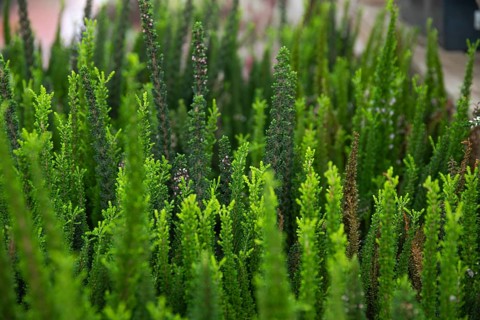 Vibrant close-up image showcasing a variety of lush, green conifer plants at a garden center,