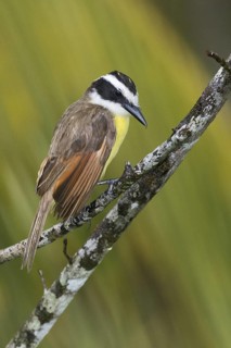 Great Kiskadee (Pitangus sulphuratus), Costa Rica