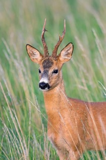 European roe deer (Capreolus capreolus) close-up portrait of buck, male with big antlers in