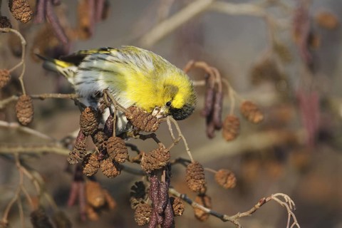 Eurasian Siskin (Spinus spinus) male, Berlin, Germany