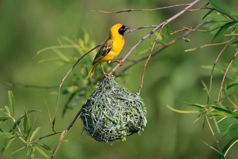 Masked Weaver (Ploceus velatus), adult, male, at the nest, alert, Pilanesberg National Park, North