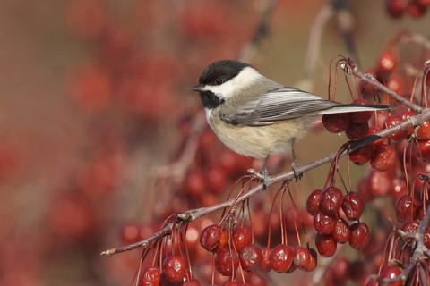 Black-capped Chickadee (Poecile atricapillus), Ohio, USA