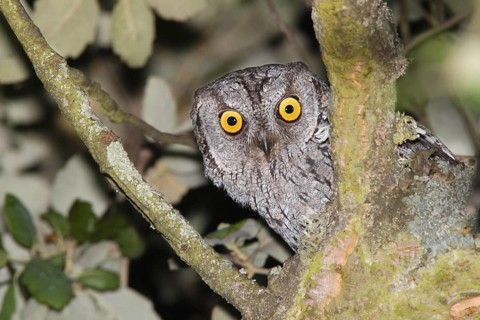 Eurasian Scops Owl (Otus scops), Covilha, Portugal