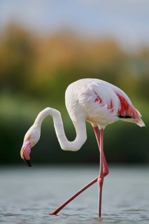Greater Flamingo (Phoenicopterus roseus) walking in the water, Parc Naturel Regional de Camargue,