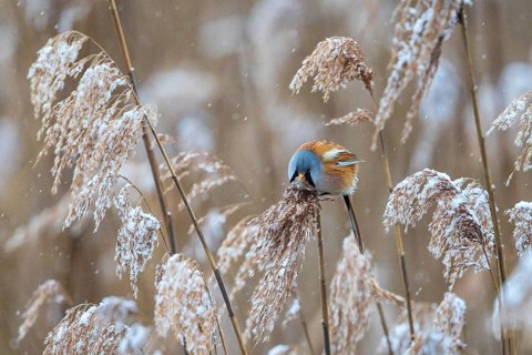 Bearded Reedling (Panurus biarmicus) male perched in reedbed, Baden-Wuerttemberg, Germany