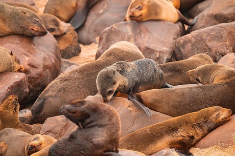 Seal colony, fur seal, Cape fur seal (Arctocephalus pusillus), Cape Cross, Atlantic coast, Namibia