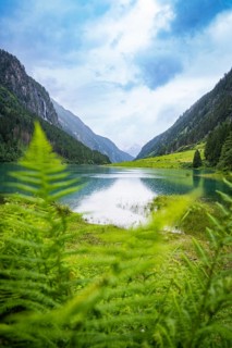 A lake surrounded by mountains and forest, with a fern in the foreground and blue sky above,