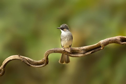 Ashy Bulbul (Hemixos flavala) perched on a branch, Yunnan, China